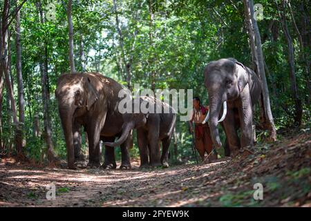 Un mahout d'éléphant et un éléphant marchant dans la brume dans la jungle. Style de vie du village des éléphants de surin. Banque D'Images