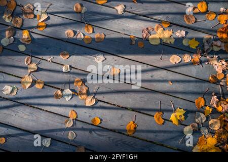 Vieilles planches de parquet recouvert d'automne jaune tombé feuilles Banque D'Images