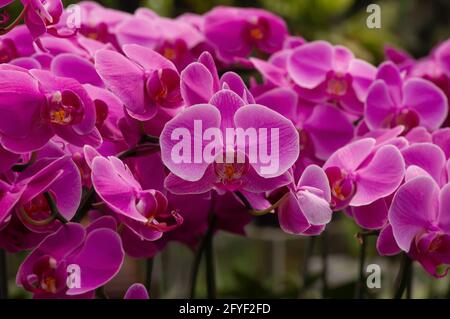 Les orchidées de Moth rose (Phalaenopsis amabilis), communément connues sous le nom d'orchidée lunaire, une espèce de plante à fleurs de la famille des orchidées Orchidaceae Banque D'Images