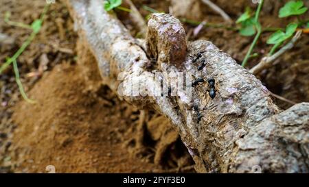 Des fourmis noirs sont occupés à se rencontrer sur une racine de gros arbre. Paysage animal et faune. Banque D'Images