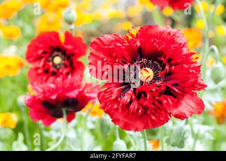 Papaver sérieusement Scarlet porte des fleurs rouges profondes avec des pétales déchiquetés, et qui a un centre sombre, Papaver somniferum Rouge opium pavot Banque D'Images