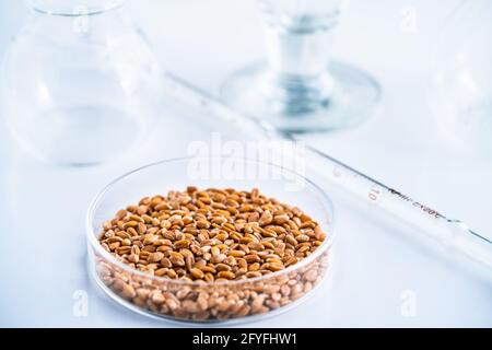 Laboratoire de recherche agroalimentaire. Grains de blé dans un plat de pétri. Banque D'Images