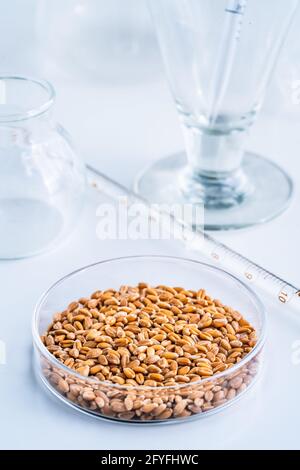 Laboratoire de recherche agroalimentaire. Grains de blé dans un plat de pétri. Banque D'Images