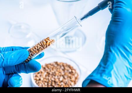 Laboratoire de recherche agroalimentaire. Grains de blé dans un tube à essai. Banque D'Images