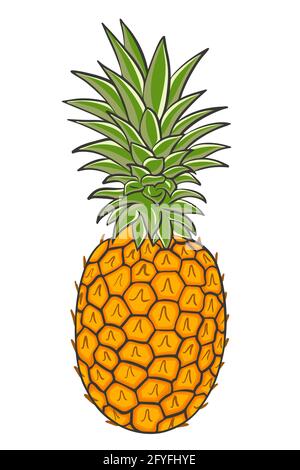 Ananas à crête, vecteur. Fruits exotiques tropicaux entiers. Fruits de l'herbe cueis de couleur. Illustration de Vecteur