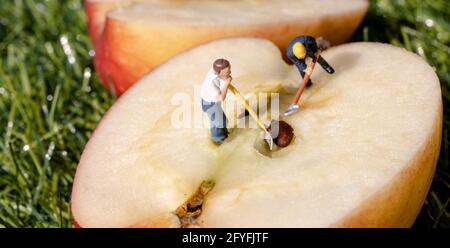 Figurines miniatures travailler sur une pomme , creuser les graines Banque D'Images