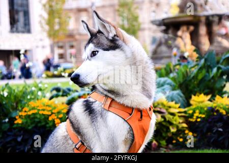 HASKY COMME UN LOUP DANS MOATNINE Banque D'Images