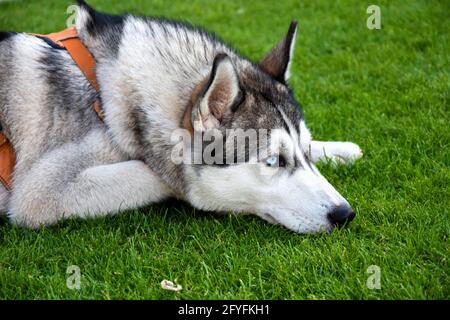 HASKY COMME UN LOUP DANS MOATNINE Banque D'Images