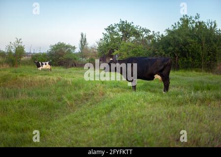 Deux vaches paître sur le jardin de fessage avec de l'herbe verte fraîche Banque D'Images