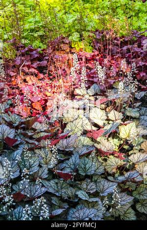 Parterre de fleurs mélangées différentes feuilles colorées Heucheras Heucherella 'Crépuscule' Heuchera 'Northern Exposure 'Red Heuchera jardin coloré parterre de fleurs Banque D'Images