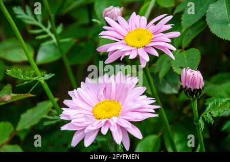 Vue rapprochée des fleurs de pyréthum rose dans un jardin. Banque D'Images