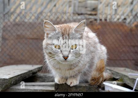 Un chat de campagne gris doux fixe à l'appareil photo avec de grands yeux jaune-vert. Mise au point sélective. Banque D'Images