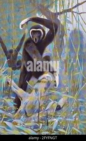 Le gibbon lar (Hylobates lar), également connu sous le nom de gibbon pour les mains blanches, est un primate en voie de disparition de la famille des gibbon, Hylobatidae. C'est l'un des gibbons les plus connus et il est souvent gardé en captivité. D'après le livre « Portrait d'animaux » de Richard Lydekker, et illustré par Wilhelm Kuhnert, publié à Londres par Frederick Warne & Co. En 1912 Banque D'Images