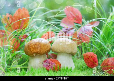Champignons porcini poussant dans la forêt, parmi la mousse et les feuilles d'automne. Arrière-plan flou, mise au point sélective Banque D'Images
