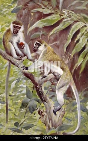 Le singe vervet (Chlorocebus pygerythrus) [ici comme singe vert Abyssinien (Cercopithecus aethiops)] ou tout simplement vervet, est un singe de l'ancien monde de la famille des Cercopithecidae originaire d'Afrique. Du livre ' Portrait d'animaux ' de Richard Lydekker, Et illustré par Wilhelm Kuhnert, publié à Londres par Frederick Warne & Co. En 1912 Banque D'Images