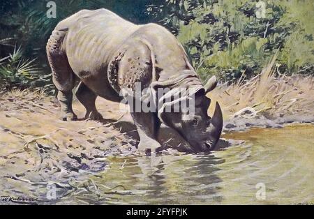 Le rhinocéros indien (Rhinoceros unicornis), également appelé rhinocéros indien, est un grand rhinocéros à cornes ou un grand rhinocéros indien, est une espèce de rhinocéros originaire de l'Inde subcontinent.from le livre « Portrait d'animaux » de Richard Lydekker, et illustré par Wilhelm Kuhnert, publié à Londres par Frederick Warne & Co. En 1912 Banque D'Images