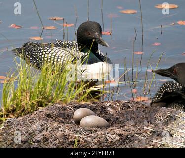 Couple de Loon commun protégeant le nid avec des coussins d'eau de nénuphars dans leur milieu humide et leur habitat. Œufs de Loon. Loon sur l'eau. Banque D'Images