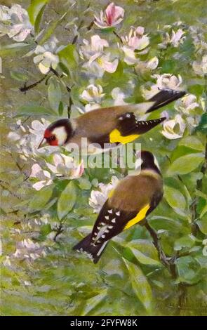 L'or européen ou tout simplement l'or (Carduelis carduelis ici comme Carduelis elegans), est un petit oiseau de passereau de la famille finch originaire d'Europe, d'Afrique du Nord et d'Asie occidentale et centrale. Il a été présenté dans d'autres régions, notamment en Australie, en Nouvelle-Zélande et en Uruguay. Tiré du livre « Animal Portraiture » de Richard Lydekker, et illustré par Wilhelm Kuhnert, publié à Londres par Frederick Warne & Co. En 1912 Banque D'Images