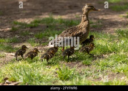 Une femelle de canard, un spécimen de Mallard, Anas platyrhynchos, traverse l'herbe dans le parc du Retiro à Madrid, suivie de ses jeunes enfants en bas âge, cherchant Banque D'Images