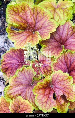 Heuchera 'Delta Dawn' Heuchera feuille ornementale beauté couleur feuilles plantes herbacées feuillage jardin vivaces Heucheras Coral Bells Alumroot Coralbells Banque D'Images