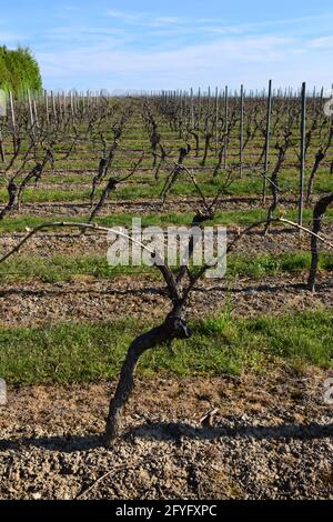 Vignobles au début de la saison viticole avec vignes et poteaux de vignes. Banque D'Images