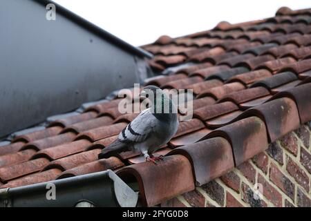 pigeon de course sur un toit de tuiles rouges Banque D'Images