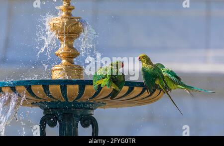 Les perroquets annelés indiens boivent de l'eau et se baignent dans la ville fontaine Banque D'Images