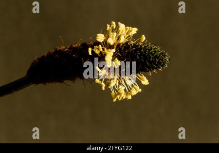 Les anthères sur le pic de la plante Ribwort sont la caractéristique importante. Ces paquets de pollen sont fiers des filaments Banque D'Images