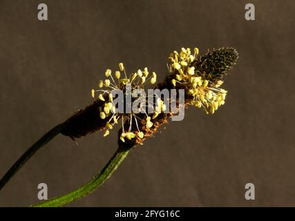 Le pic à tête de fleur du Ribwort Plantain cache le minuscule les corolles mais les anthères proéminentes sur les filaments sont fiers de faire pollinisation par le vent-bourn Banque D'Images