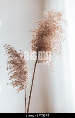 Séchez les roseaux d'herbe de pampas sur fond blanc. Arrière-plan naturel abstrait. Décoration tendance Banque D'Images