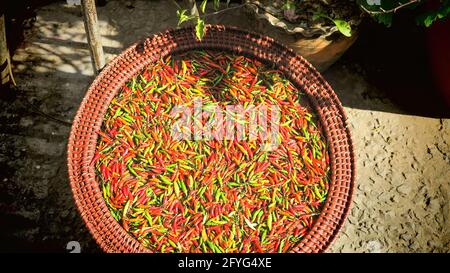 Vue sur le bol du panier avec piment vert et rouge frais poivrons séchant à la lumière du soleil sur le sol dans le jardin asiatique (mise au point au centre du bol) Banque D'Images