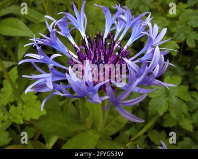 Vue rapprochée d'une fleur de type Centaurea Montana ou Cornflower. Banque D'Images