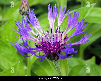 Vue rapprochée d'une fleur de type Centaurea Montana ou Cornflower. Banque D'Images