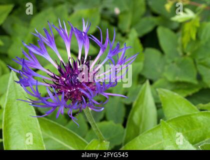 Vue rapprochée d'une fleur de type Centaurea Montana ou Cornflower. Banque D'Images