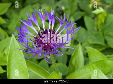 Vue rapprochée d'une fleur de type Centaurea Montana ou Cornflower. Banque D'Images