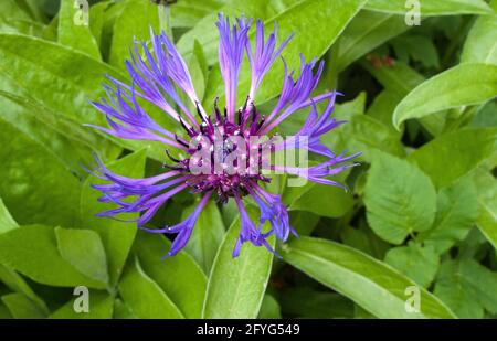 Vue rapprochée d'une fleur de type Centaurea Montana ou Cornflower. Banque D'Images