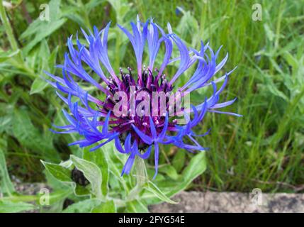 Vue rapprochée d'une fleur de type Centaurea Montana ou Cornflower. Banque D'Images