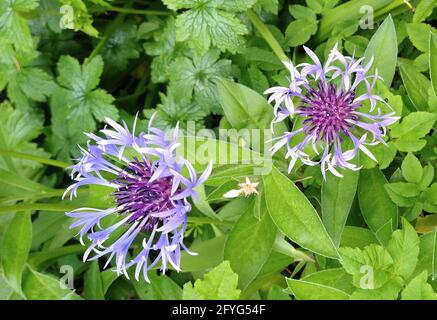 Vue rapprochée d'une fleur de type Centaurea Montana ou Cornflower. Banque D'Images