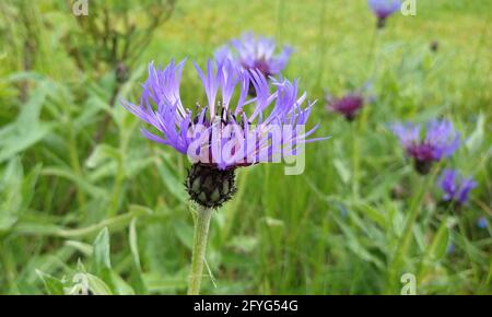 Vue rapprochée d'une fleur de type Centaurea Montana ou Cornflower. Banque D'Images