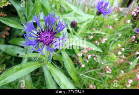 Vue rapprochée d'une fleur de type Centaurea Montana ou Cornflower. Banque D'Images