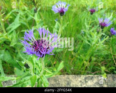 Vue rapprochée d'une fleur de type Centaurea Montana ou Cornflower. Banque D'Images