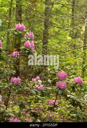 Rhododendron à l'extérieur d'une cabine dans le nord de la Géorgie. Banque D'Images