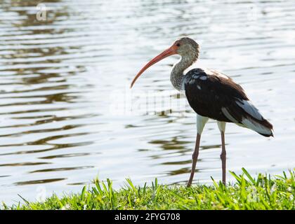 Juvénile américain blanc ibis debout sur l'herbe le long d'un étang. Banque D'Images