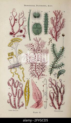 Microscopie des plantes et des champignons. Illustration du XIXe siècle de détails microscopiques de champignons, d'algues et de lichens, vue sous un microscope du livre "le microscope : son histoire, sa construction et son application" de Hogg, Jabez, 1817-1899 publié à Londres par G. Routledge en 1869 avec des illustrations de TUFFEN WEST Banque D'Images