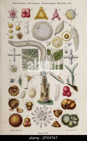 Cellules sous microscope du livre ' le microscope : son histoire, sa construction et son application ' de Hogg, Jabez, 1817-1899 publié à Londres par G. Routledge en 1869 avec des illustrations de TUFFEN WEST Banque D'Images