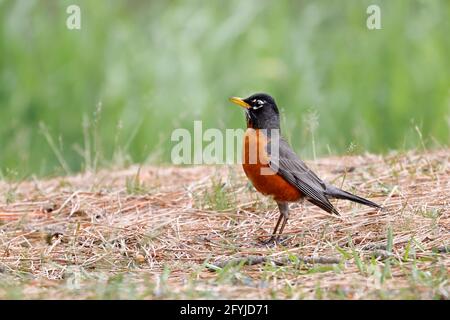 Un américain Robin est debout dans un parc à coeur d'Alene, Idaho. Banque D'Images