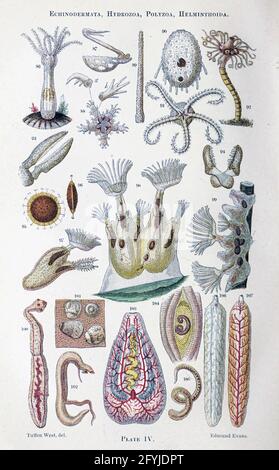 Œuvres d'art de minuscules organismes sous microscope du livre ' le microscope : son histoire, sa construction et son application ' de Hogg, Jabez, 1817-1899 publié à Londres par G. Routledge en 1869 avec des illustrations de TUFFEN WEST Banque D'Images