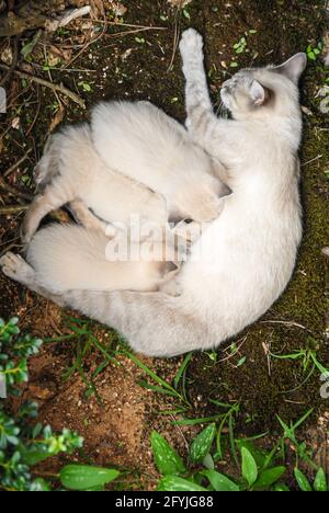 Chatons siamois en soins infirmiers à l'extérieur dans le métro d'Atlanta, en Géorgie. (ÉTATS-UNIS) Banque D'Images