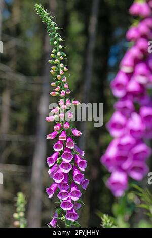 Rendgant rouge à fleurs, Digitalis purpurea, dans la forêt Banque D'Images