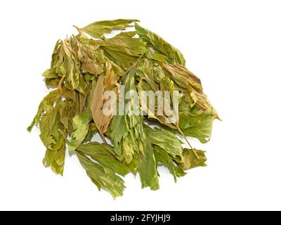 Feuilles de céleri séchées sur fond blanc Banque D'Images